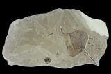 Fossil Leaf Plate (Populus and Abies) - Green River Formation, Utah #117958-1